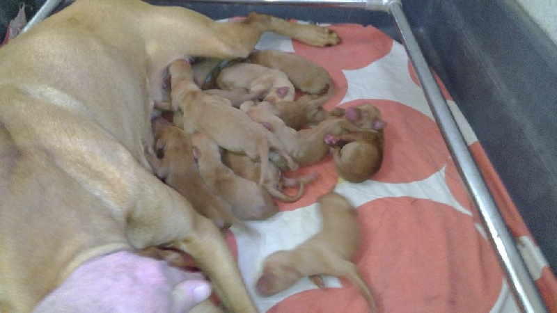 CHIOTS EDEN DU CLOS DE LA BEAUME 