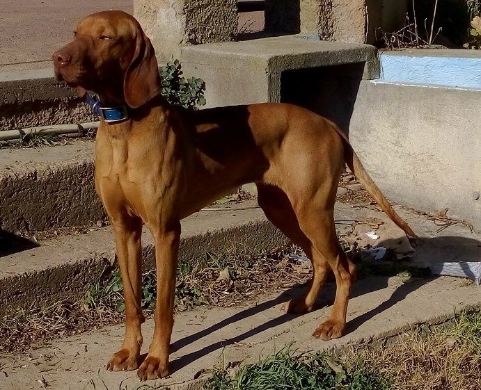IZZY DU CHATEAU DES MONEDIERES