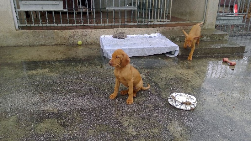 CHIOTS MALES NES LE 16/01/2015 DISPONIBLE